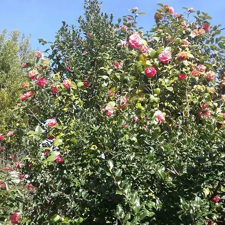 Сasa de vacaciones Casa Da Costeira *