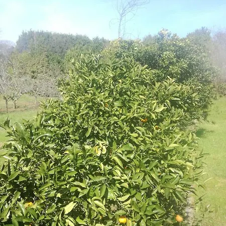 Casa Da Costeira * Figueiro