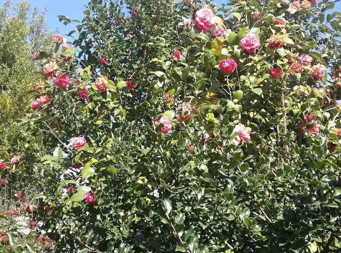 Σπίτι διακοπών Casa Da Costeira *